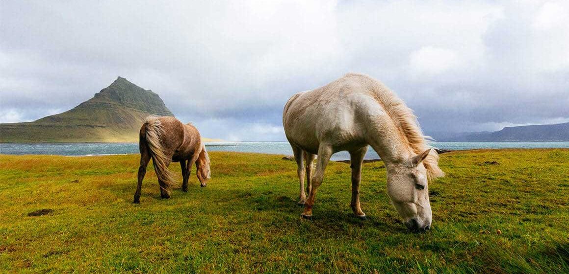 Lovers to Travel Can Now Visit Green Farm in Indonesia