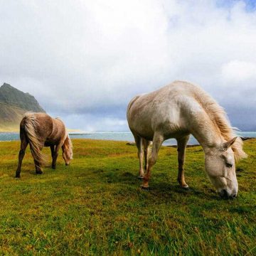 Lovers to Travel Can Now Visit Green Farm in Indonesia