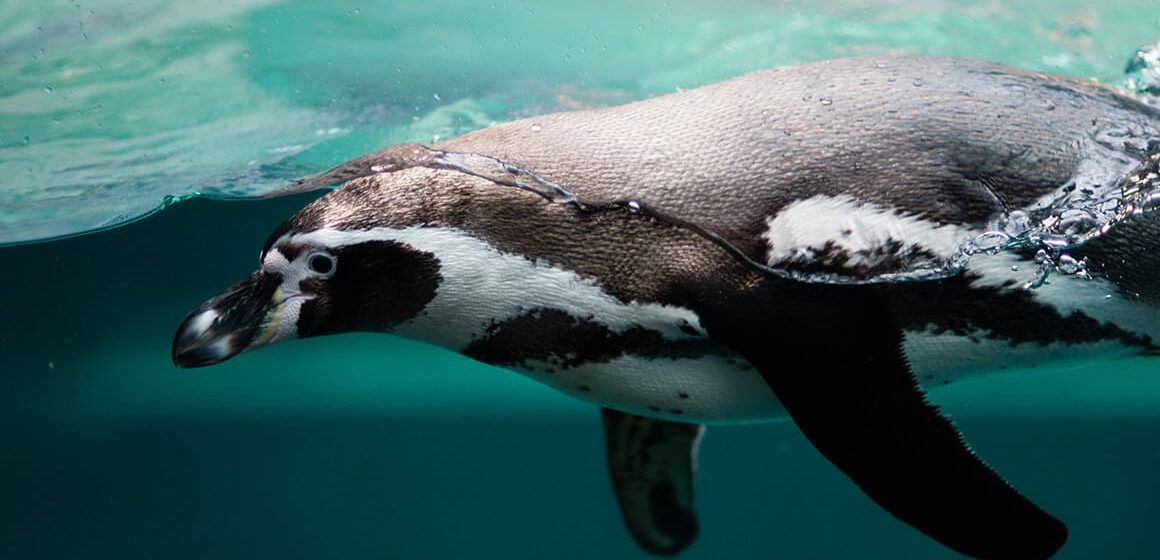 Penguins.What We Know and How We Can Learn More