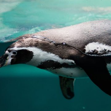 Penguins.What We Know and How We Can Learn More