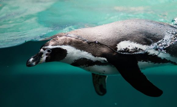 Penguins.What We Know and How We Can Learn More
