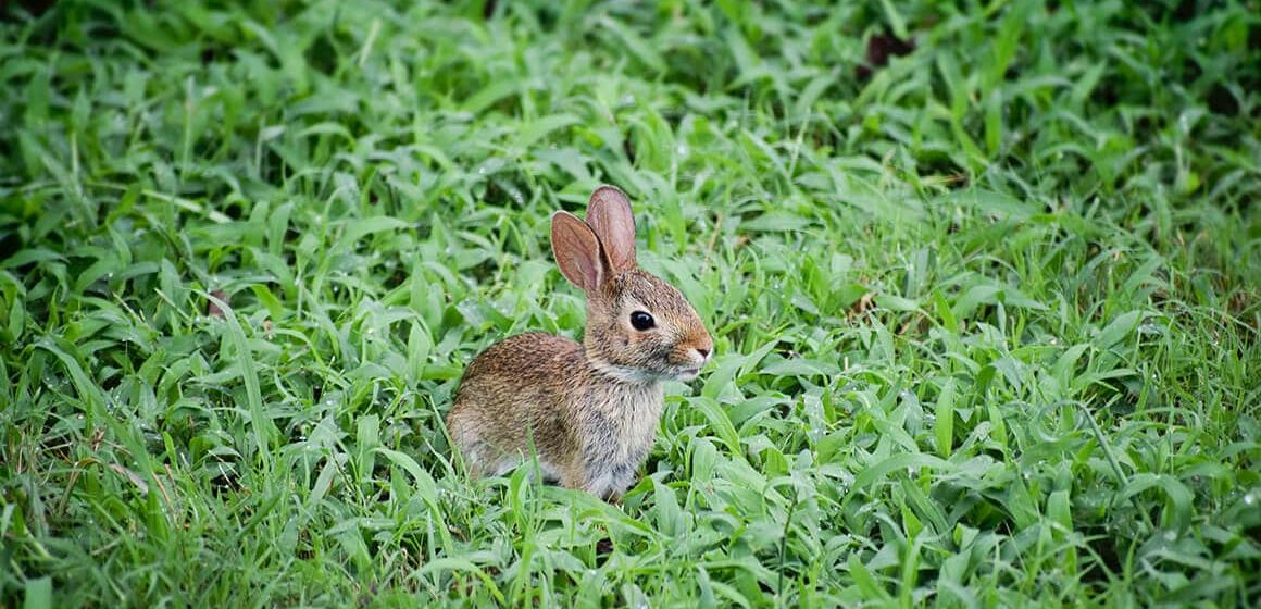 The Sounds of Nature in Your Backyard: Furry Visitors