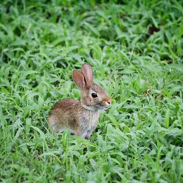 The Sounds of Nature in Your Backyard: Furry Visitors