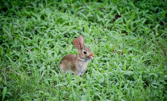 The Sounds of Nature in Your Backyard: Furry Visitors