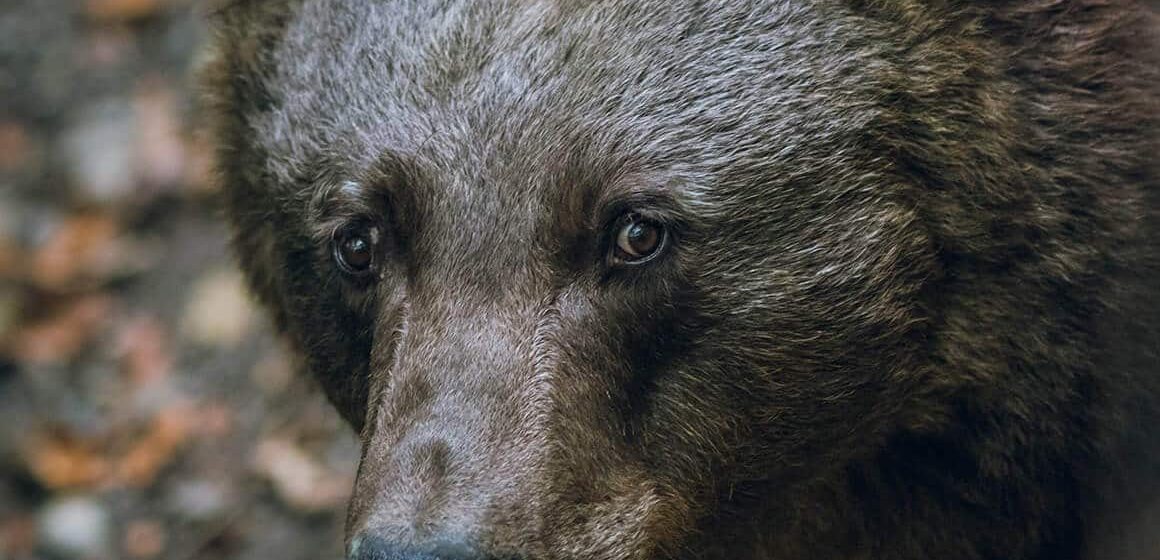 The Grizzly Bear – A Canadian Icon