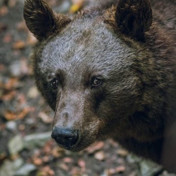 The Grizzly Bear – A Canadian Icon