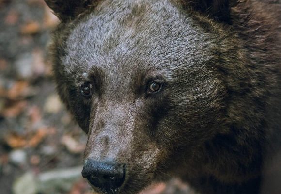 The Grizzly Bear – A Canadian Icon